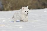 BERGER BLANC - PUPPIES 047